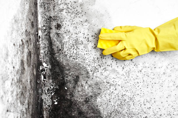 Best Fast Mold Removal  in Dulles Town Center, VA