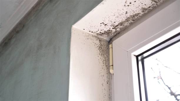 Best Mold Cleaning Services  in Dulles Town Center, VA