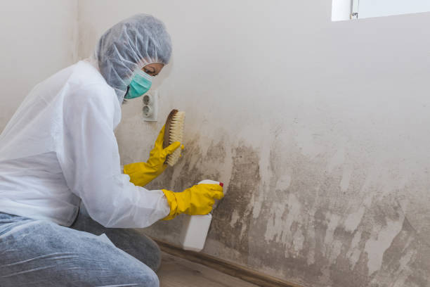 Best Mold Damage Repair  in Dulles Town Center, VA