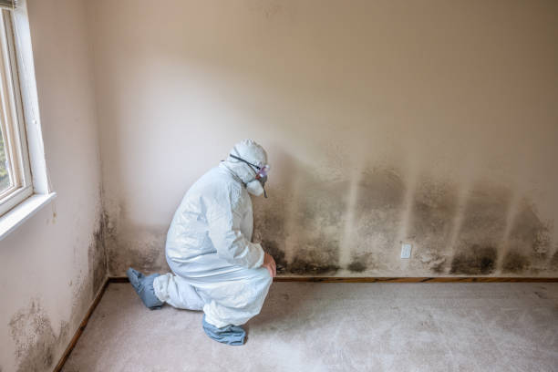 Best Local Mold Removal Service  in Dulles Town Center, VA