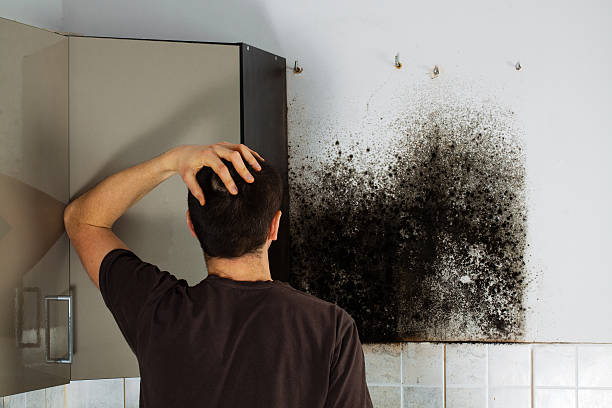  Dulles Town Center, VA Mold Removal Pros